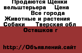 Продаются Щенки вельштерьера  › Цена ­ 27 000 - Все города Животные и растения » Собаки   . Тверская обл.,Осташков г.